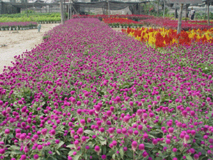 圖片說明:百日紅花
上傳人:百日紅花
上傳時(shí)間:2004/11/8