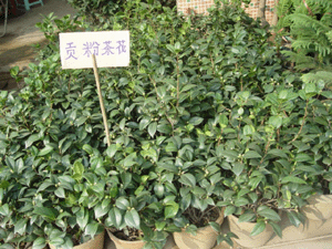 茶花--深圳市植物花木租擺