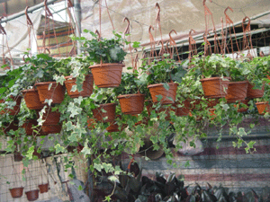 長春藤--深圳市綠植盆花花木植物租擺