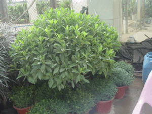 非洲紫茉莉花--深圳市綠植盆花花木植物租擺