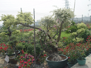 杜鵑王16000元--深圳市綠植盆花花木植物租擺