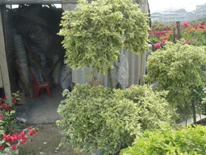 花葉勒杜鵑--深圳市花木綠植盆花植物租擺