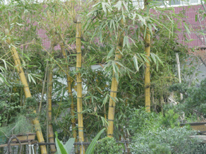 黃金間碧竹--深圳市苗木綠植供求
