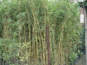 圖片說明:黃金間碧竹
上傳人:黃金間碧竹
上傳時(shí)間:2004/11/8