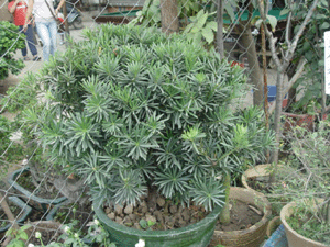 羅漢松--深圳市植物花木租擺