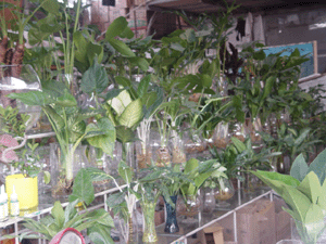 水培花--深圳市綠植植物盆花花卉花木租擺