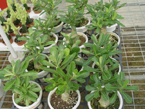 沙漠玫瑰--深圳市盆花綠植花卉植物花木租擺