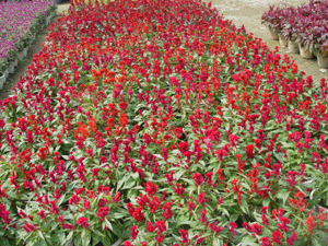 圖片說明:小雞冠花
上傳人:小雞冠花
上傳時間:2004/11/8