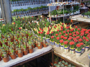 小精品--深圳市盆花綠植花卉植物花木租擺