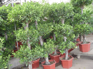 搖錢樹--深圳市花卉植物花木盆花綠植租擺