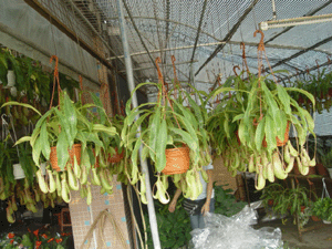 豬籠草--深圳市花卉植物花木盆花綠植租擺