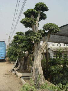 古榕樹樁--深圳市花卉植物花木盆花綠植租擺