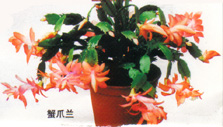 蟹爪蘭--深圳市盆花租售