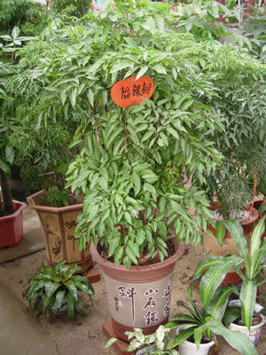 福祿桐--深圳市植物綠植租擺