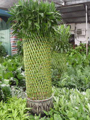 富貴籠--深圳市植物綠植租擺