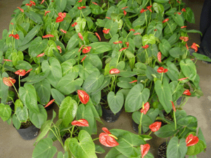 紅掌--深圳市植物綠植租擺