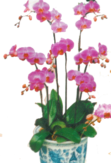 蝴蝶蘭--深圳市植物花木租擺