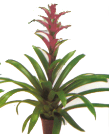 鴻運當頭--深圳市植物花木租擺