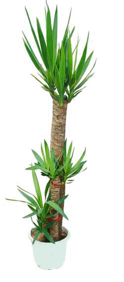 荷蘭鐵--植物租擺
