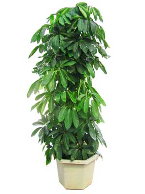 大葉傘--深圳市植物綠植租擺